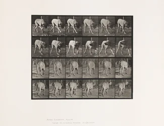 Tafel 703. Hund; Laufend; Unterbrochener Mastiff-Schrecken