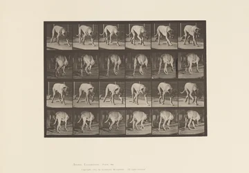 Tafel 704. Hund; Laufend; Mastiff