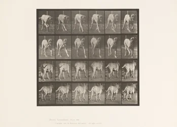Tafel 705. Hund; Trabend; Mastiff