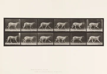 Tafel 706. Hund; Trabend; Mastiff
