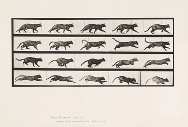 Tafel 717. Katze; Trabend; Wechsel zu Galoppierend