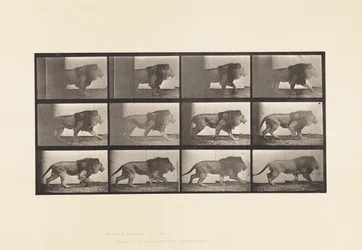 Tafel 722. Löwe; Laufend