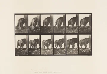 Tafel 724. Löwe; Laufend, Umdrehend