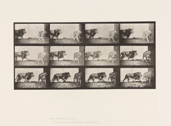 Tafel 726. Löwe und Löwin; Gehend
