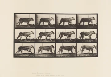 Platte 728. Löwin; Gehen; Löwe; Liegen