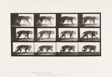 Tafel 729. Tigerin; Laufend