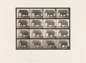 Tafel 732. Elefant; Laufend