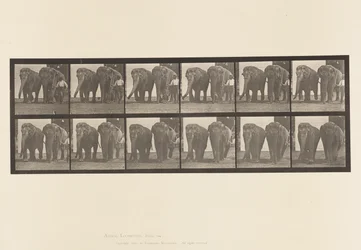 Tafel 734. Elefanten; Zwei, Gehen