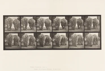 Tafel 735. Elefanten; Zwei, gehend