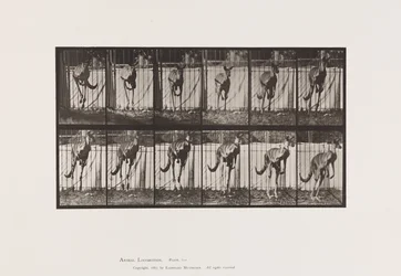 Tafel 754. Känguru; Springend