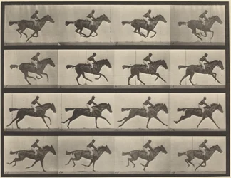 Tafel Nummer 626. Galopp, die braune Vollblutstute Annie G.
