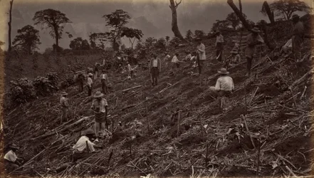 Anlage einer Kaffeeplantage in Antigua de Guatemala, 1875, veröffentlicht 1877