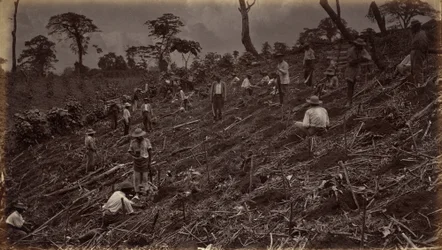 Anlegen einer Kaffeeplantage in Antigua de Guatemala