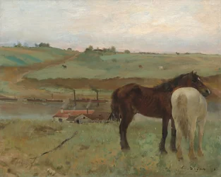 Pferde auf einer Wiese