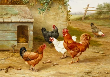 Geflügel bei Zwinger