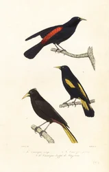 Kassikenarten und Haubenstirnvogel