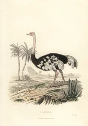 Strauß, Struthio camelus