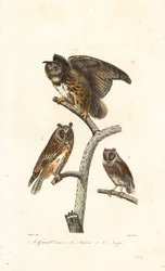 Uhu, Waldohreule und Zwergohreule