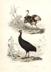 Großer Nandu und Südlicher Kasuar