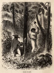 Die Sammlung von Sandi, einem Baum, dessen milchiger Saft sowohl sehr nahrhaft ist als auch als Kalfaterung für Kanus in Venezuela und Peru dient. Zeichnung von Riou zur Illustration der Reise vom Pazifik zum Atlantik