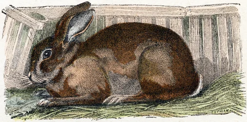 Hauskaninchen - „Alphabet illustriert Tiere“ 19. Jahrhundert