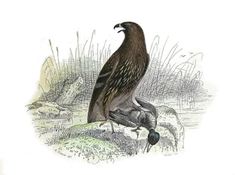 Naturgeschichtstafel: Zoologische Tafel, die nachtaktive Greifvögel darstellt. Der kleine Adler. Tafel aus den neun Bänden über Vögel in „Gesammelte Werke von Buffon“ von Naturforscher Georges Louis Leclerc, Graf von Buffon (1707-1788) zwischen 1749 und 17