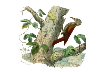 Naturgeschichtstafel: Zoologische Tafel, die Klettervögel darstellt. Der Kletterspitz. Tafel aus den neun Bänden über Vögel in „Gesammelte Werke von Buffon“ von Georges Louis Leclerc, Graf von Buffon (1707-1788) zwischen 1749 und 1785