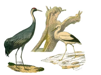 Naturgeschichtstafel: Zoologische Tafel, die Wasservögel und cultriroströse Watvögel (mit großen, langen und starken Schnäbeln) darstellt: Kranich und Storch. Tafel aus den neun Bänden über Vögel in „Gesammelte Werke von Buffon“ geschrieben von dem Naturf