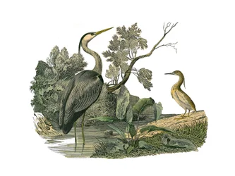 Zoologische Tafel: Wasservögel und Langschnabelvögel. Reiher und Krabbe. Tafel aus den neun Bänden über Vögel in „Gesammelte Werke von Buffon“ von Georges Louis Leclerc, Graf von Buffon