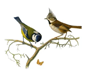 Naturgeschichtstafel: Zoologische Tafel, die insektenfressende Sperlingsvögel (mit Kerbe) darstellt. Die blaue Meise und die Haubenmeise. Tafel aus den neun Bänden über Vögel in „Gesammelte Werke von Buffon“ geschrieben von dem Naturforscher Georges Louis 