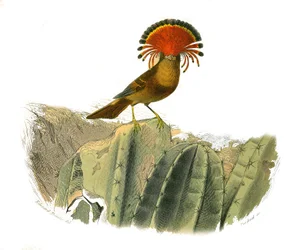 Naturgeschichtstafel: Zoologische Tafel, die dentiroströse Sperlingsvögel (mit Echancre) darstellt. König der Fliegen. Tafel aus den neun Bänden über Vögel in „Gesammelte Werke von Buffon“ geschrieben von Naturforscher Georges Louis Leclerc, Graf von Buffo