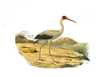 Naturgeschichtstafel: Zoologische Tafel, die langnasige Jäger (mit langen und schlanken Schnäbeln) darstellt: Der Weiße Ibis. Tafel aus den neun Bänden über Vögel in „Gesammelte Werke von Buffon“ geschrieben von dem Naturforscher Georges Louis Leclerc, Gr