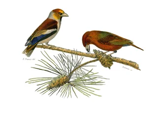 Naturgeschichtstafel: Zoologische Tafel, die koniroströse Sperlingsvögel (konischer Schnabel) darstellt. Großer Schnabel (Grosbeak) und Kreuzschnabel (Crossbill). Tafel aus den neun Bänden über Vögel in „Gesammelte Werke von Buffon“ geschrieben von dem Na