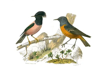 Zoologische Tafel, die konirostre Sperlingsvögel darstellt