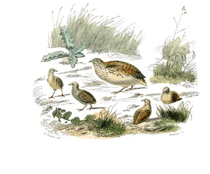 Naturgeschichtstafel: Zoologische Tafel, die Hühnervögel darstellt: Wachtel. Tafel aus den neun Bänden über Vögel in „Gesammelte Werke von Buffon“ geschrieben von dem Naturforscher Georges Louis Leclerc, Graf von Buffon (1707-1788) zwischen 1749 und 1785.