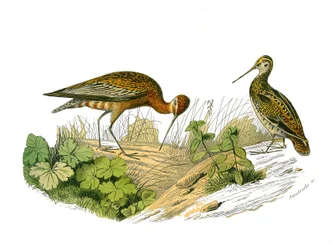 Zoologische Tafel, die langschwänzige Vögel darstellt