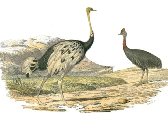 Naturgeschichtstafel: Zoologische Tafel, die Watvögel darstellt: Strauß und Kasuar. Tafel aus den neun Bänden über Vögel in „Gesammelte Werke von Buffon“ geschrieben von dem Naturforscher Georges Louis Leclerc, Graf von Buffon (1707-1788) zwischen 1749 und