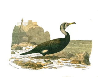 Naturgeschichtstafel: Zoologische Tafel, die Totipalmen (Unterwasserfischen) darstellt. Der Kormoran. Tafel aus den neun Bänden über Vögel in „Gesammelte Werke von Buffon“ geschrieben von dem Naturforscher Georges Louis Leclerc, Graf von Buffon (1707-1788)