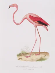 Phenicopterus americanus (Flamenco) graviert von Fournier, veröffentlicht von Bougeard
