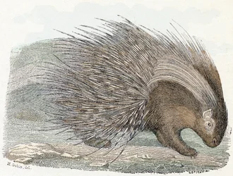 Stachelschwein - „Alphabet illustriert Tiere“ 19. Jahrhundert (Gravur)