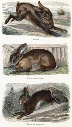 Kaninchen - „Alphabet illustriert Tiere“ 19. Jahrhundert