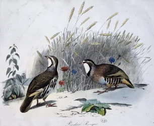 Rothuhn - Zeichnung von Travies