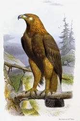Der Goldene Adler, ca. 1850