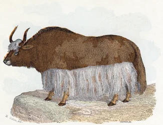 Yak - „Das Alphabet zeigt Tiere“, 19. Jahrhundert