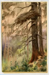 Habichtsnest, 1898-99