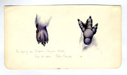Zwei Studien des Fußes eines Kaiserpinguinkükens, 1901-04