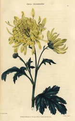Gelb blühende chinesische Chrysantheme
