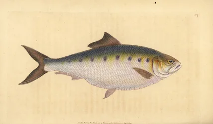 Maifisch, Alosa alosa (Schat, Clupea alosa). Handkolorierte Kupferstichzeichnung und -gravur von Edward Donovan aus seiner Natural History of British Fishes, Donovan und F.C. und J. Rivington, London