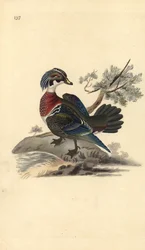 Brautente, Aix sponsa. Handkolorierter Kupferstich von Edward Donovan aus seiner eigenen „Natural History of British Birds“, London