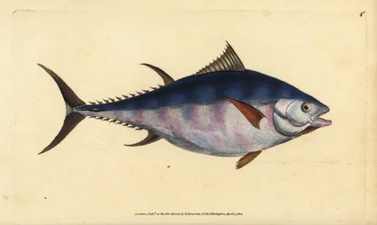 Atlantischer Blauflossen-Thunfisch, Thunnus thynnus (gefährdet). Tunny, Scomber thynnus. Handkolorierte Kupferplatte gezeichnet und graviert von Edward Donovan aus seiner Natural History of British Fishes, Donovan und F.C. und J. Rivington, London